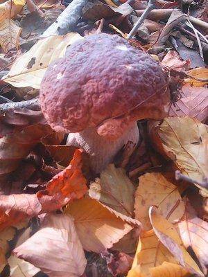 Грибы 1октября 073.jpg