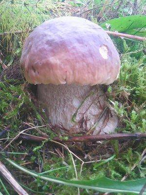 Грибы 1октября 074.jpg