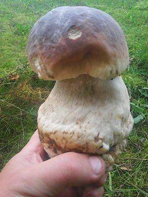 Грибы 1октября 077.jpg