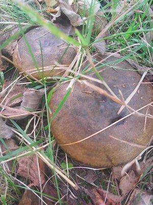 Грибы 1октября 070.jpg