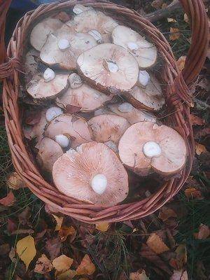 Грибы 1октября 065.jpg