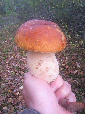 Клюква 2октября 005.jpg