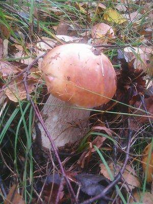 Клюква 2октября 006.jpg