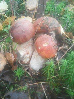 Клюква 2октября 008.jpg