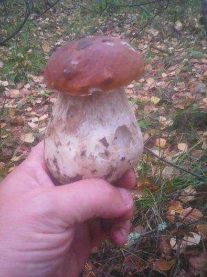 Клюква 2октября 012.jpg