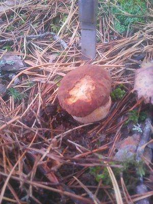 Клюква 2октября 013.jpg