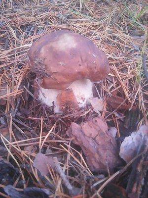 Клюква 2октября 015.jpg