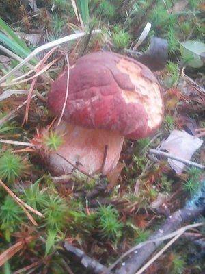 Клюква 2октября 017.jpg