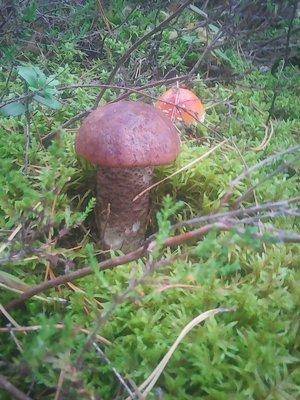 Клюква 2октября 019.jpg