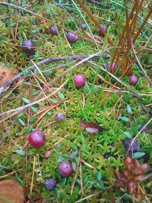 Клюква 2октября 001.jpg