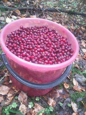 Клюква 2октября 004.jpg