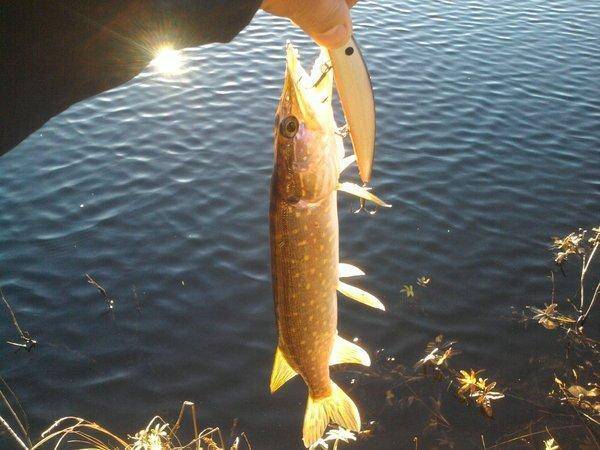 56100c0d2f185_0822.thumb.jpg.19285f3bed6