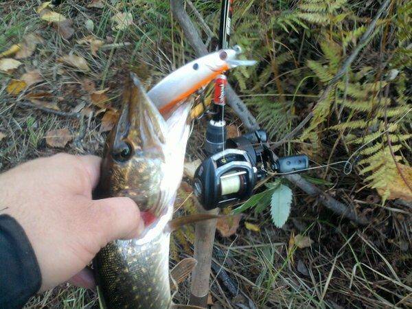 56100c661bb61_0821.thumb.jpg.bb8e0fb0059