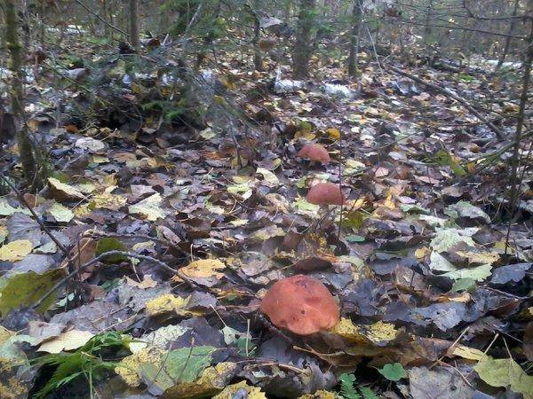 561011b7ab0f7_02211.thumb.jpg.2998f7ad75