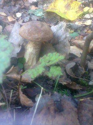 5612a81c7d626_1357.thumb.jpg.9802180b072