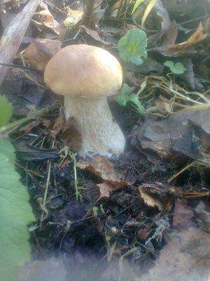 5612a82a3bb71_1358.thumb.jpg.146841f26b4