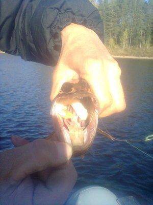 5612a833cf6b3_1360.thumb.jpg.4c980c1934e