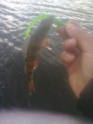 5613df749232e_1362.thumb.jpg.69a2f28b55f