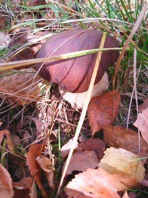 Закрытие грибного сезона 7октября 2015 002.jpg