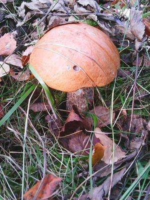 Закрытие грибного сезона 7октября 2015 004.jpg