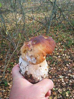 Закрытие грибного сезона 7октября 2015 010.jpg