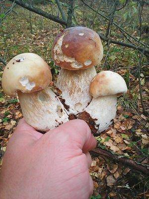 Закрытие грибного сезона 7октября 2015 020.jpg