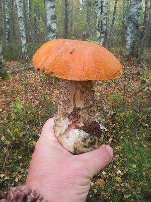 Закрытие грибного сезона 7октября 2015 023.jpg