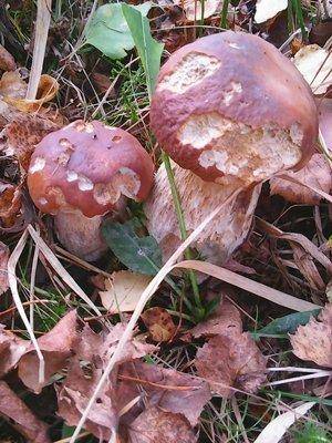 Закрытие грибного сезона 7октября 2015 026.jpg