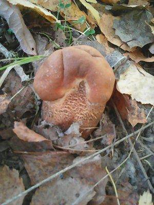 Закрытие грибного сезона 7октября 2015 031.jpg