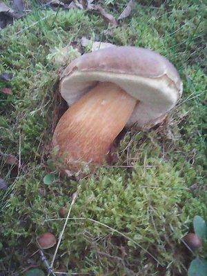 Закрытие грибного сезона 7октября 2015 033.jpg