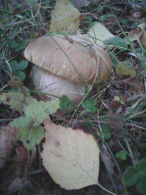 Закрытие грибного сезона 7октября 2015 036.jpg