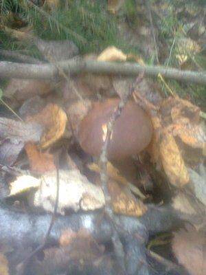 56163589d164f_1364.thumb.jpg.22ef7845c29