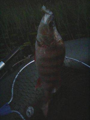 5616c5f452608_8__017.thumb.jpg.abf64232e