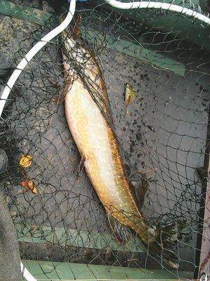 5617f0aa481ea_9__003.thumb.jpg.cbb88d45c