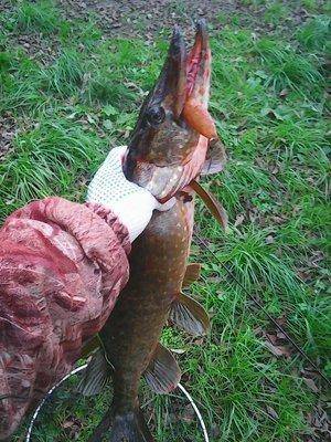 5617f0faa13bc_9__007.thumb.jpg.4310a7231