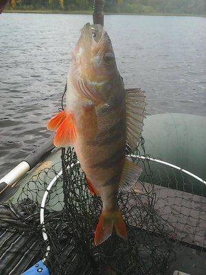 561cdf396b6a3__11_014.thumb.jpg.1d8b6899