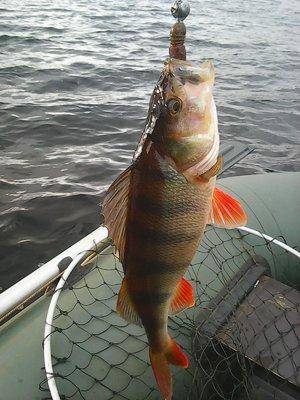 561cdf5c871dc__11_020.thumb.jpg.d024601e