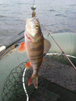 561cdf64ebfb2__11_023.thumb.jpg.73f755fc