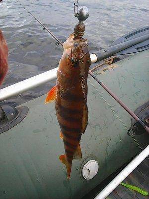 561cdf6ae24ec__11_025.thumb.jpg.8a8e1ab1