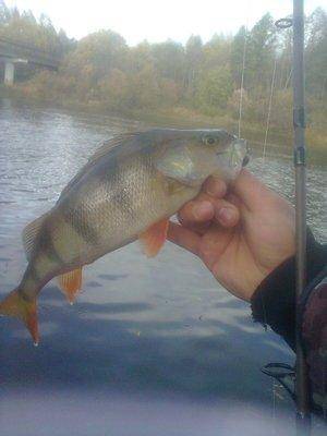 561d09d93d22b_1367.thumb.jpg.96ba74b5fc4