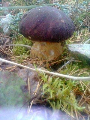 561d09ed2244a_1373.thumb.jpg.8093ef4c922