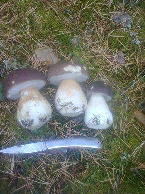 561d09f3a8fb3_1374.thumb.jpg.204c174bb29