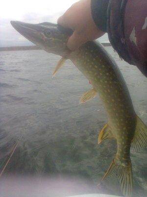 561d09fe74525_1378.thumb.jpg.ad05a1f9e63