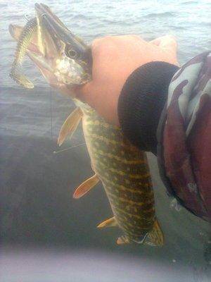 561e755cac82e_1385.thumb.jpg.6f215662f87