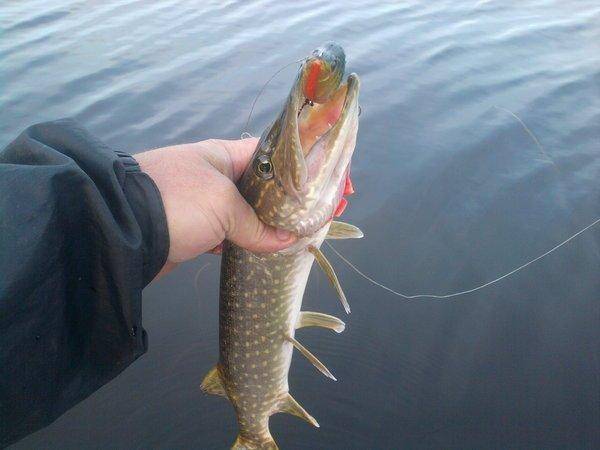 5621037ca5d00_0848.thumb.jpg.6cdd84ee99d