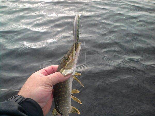 562103dad5456_0844.thumb.jpg.a11075a4612