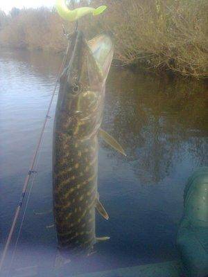 56212f313d33c_1386.thumb.jpg.ef8342984fa