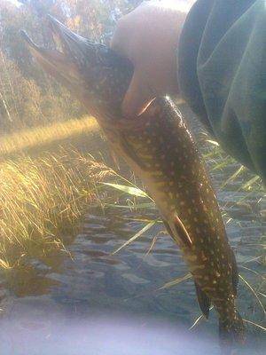 56226b0752226_1390.thumb.jpg.d7957ac06d0