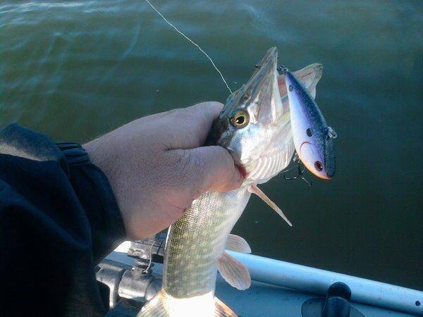 56227d68e2746_0854.thumb.jpg.0158fedc53c