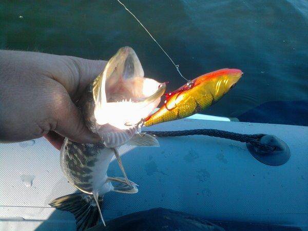 56227dc25a151_0855.thumb.jpg.2cf3bc5ee0f